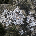 Lecanora semipallida