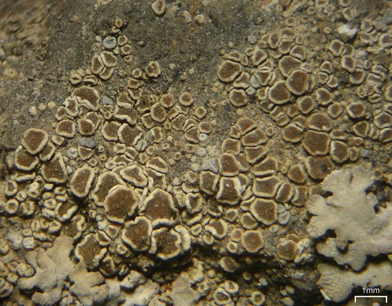 Lecanora semipallida