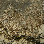 Lecanora semipallida