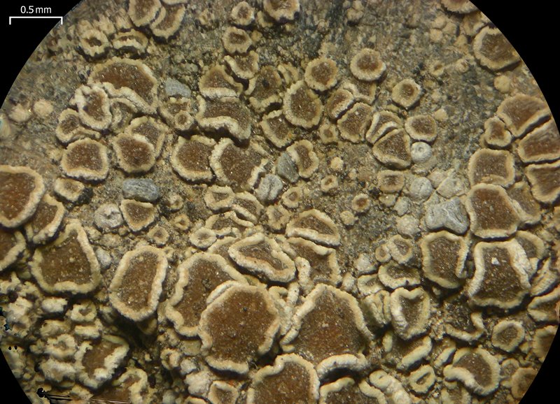 Lecanora semipallida