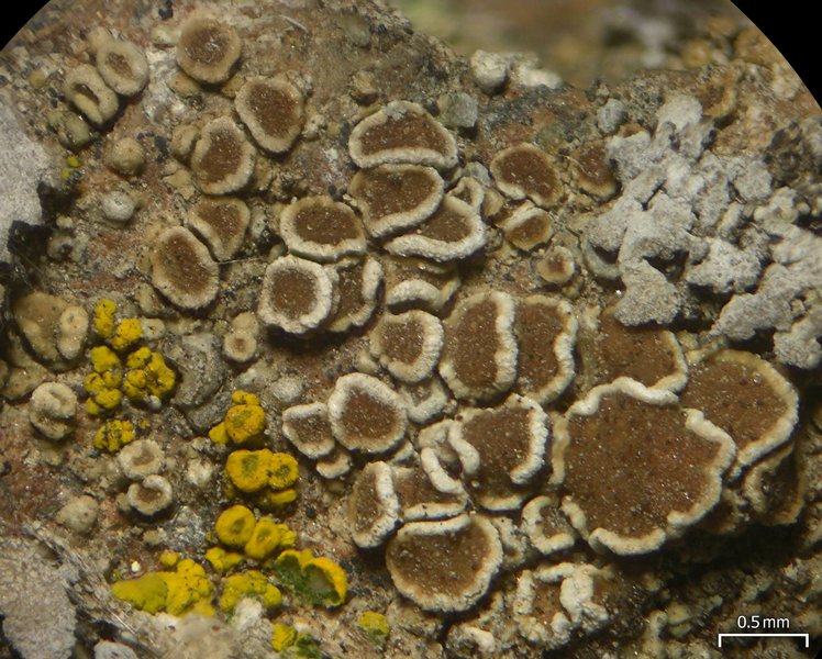 Lecanora semipallida