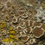 Lecanora semipallida