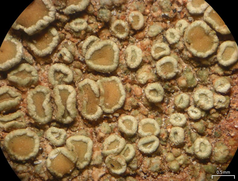 Lecanora semipallida