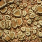 Lecanora semipallida