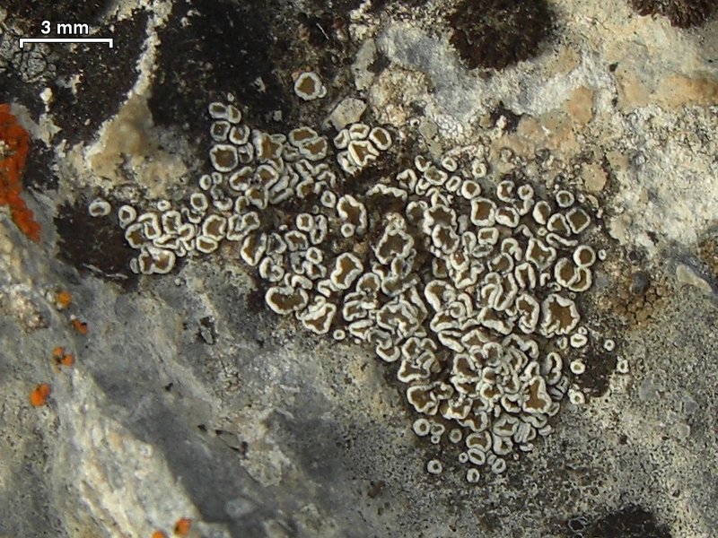 Lecanora semipallida