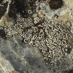 Lecanora semipallida