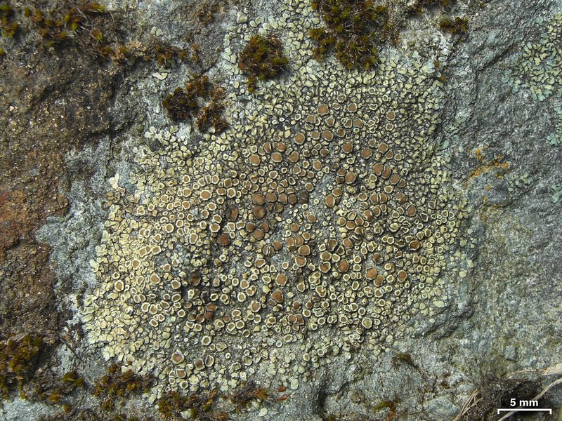 Lecanora semitensis