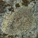 Lecanora semitensis
