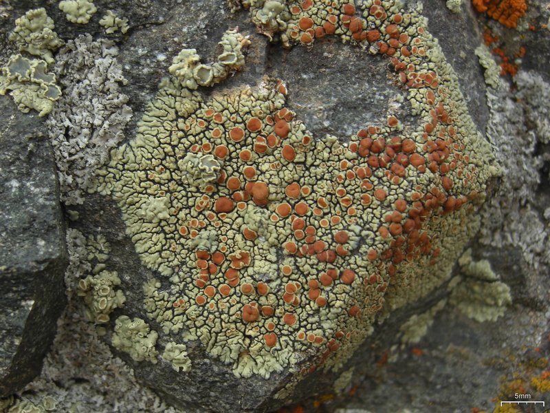 Lecanora sierrae