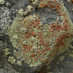Lecanora sierrae