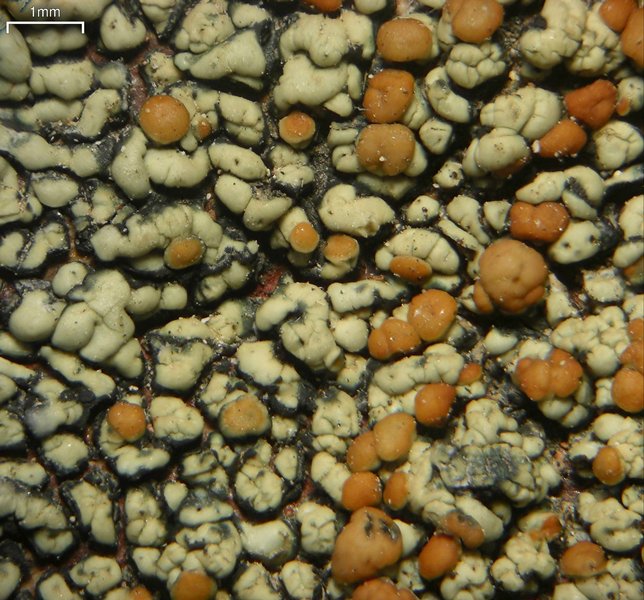 Lecanora sierrae