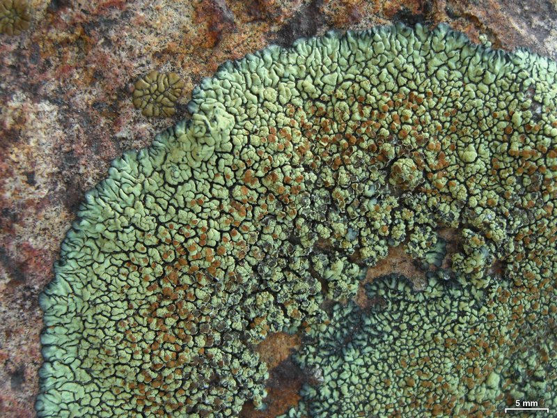 Lecanora sierrae