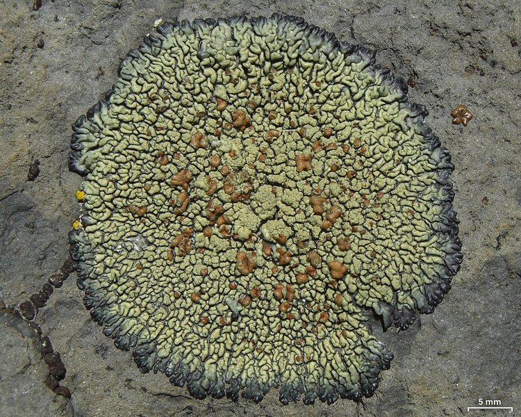 Lecanora sierrae