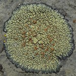 Lecanora sierrae