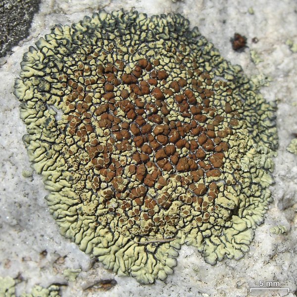 Lecanora sierrae