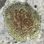 Lecanora sierrae