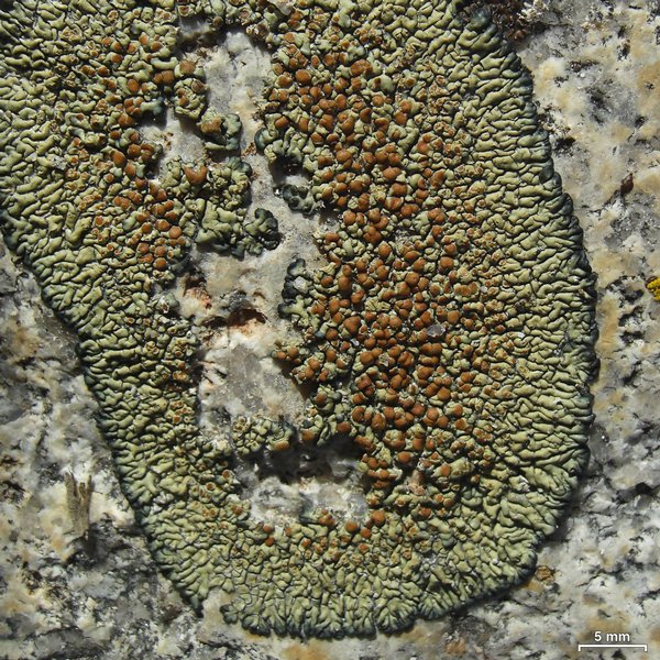 Lecanora sierrae