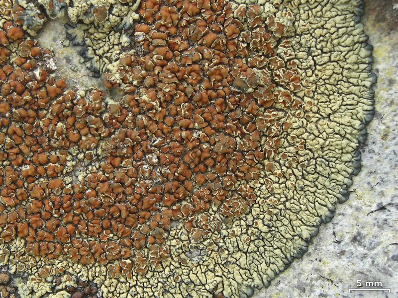 Lecanora sierrae