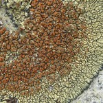 Lecanora sierrae