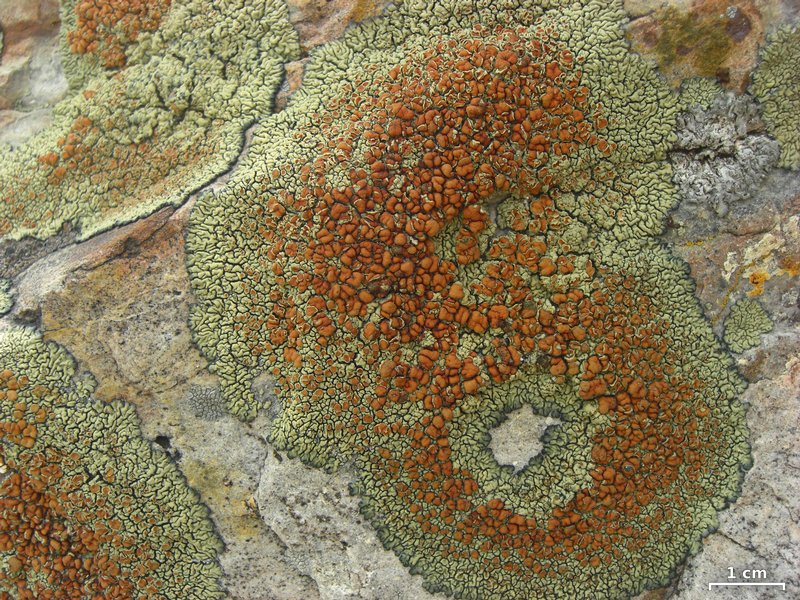 Lecanora sierrae