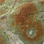 Lecanora sierrae