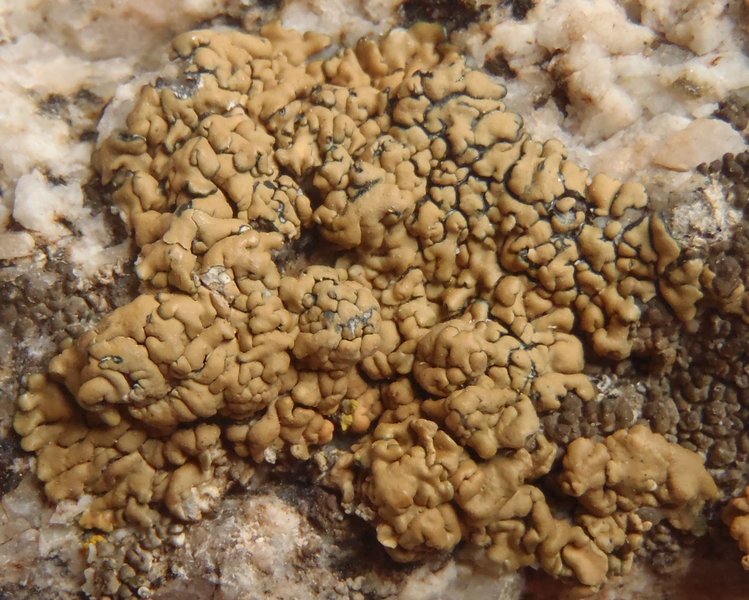 Lecanora sierrae