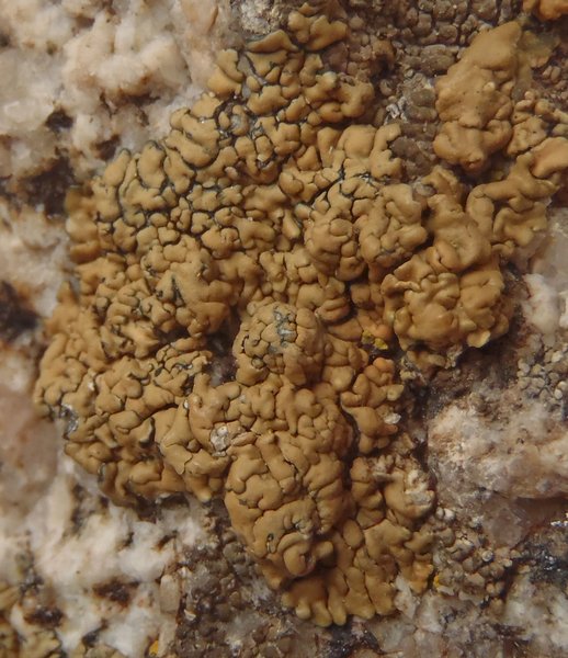 Lecanora sierrae