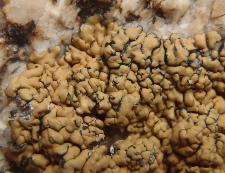 Lecanora sierrae