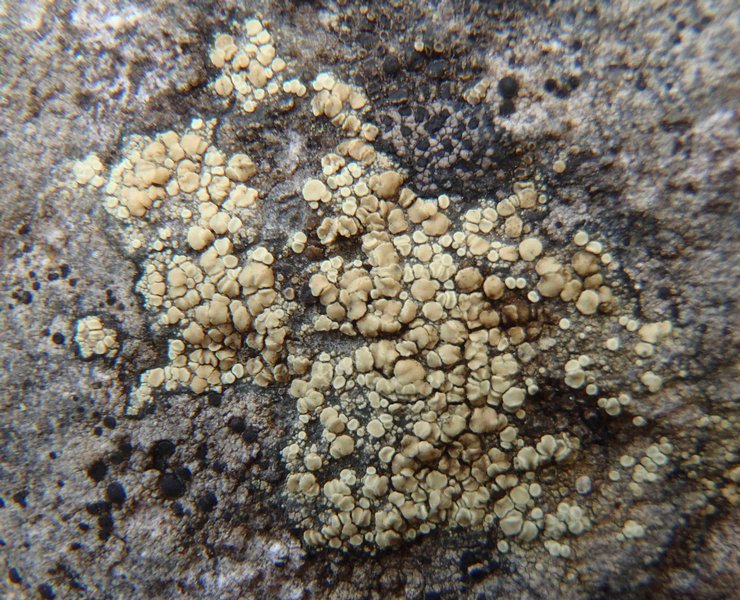 Lecanora stenotropa