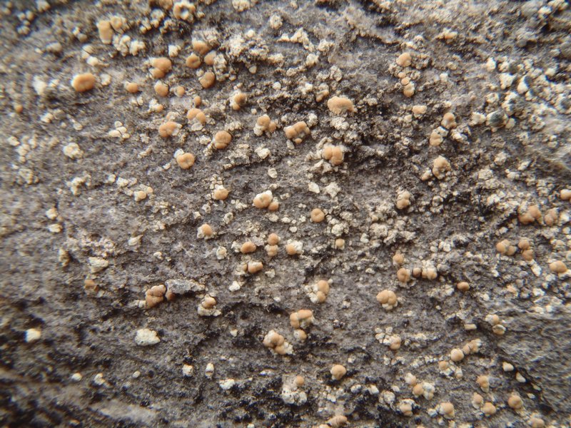 Lecanora stenotropa