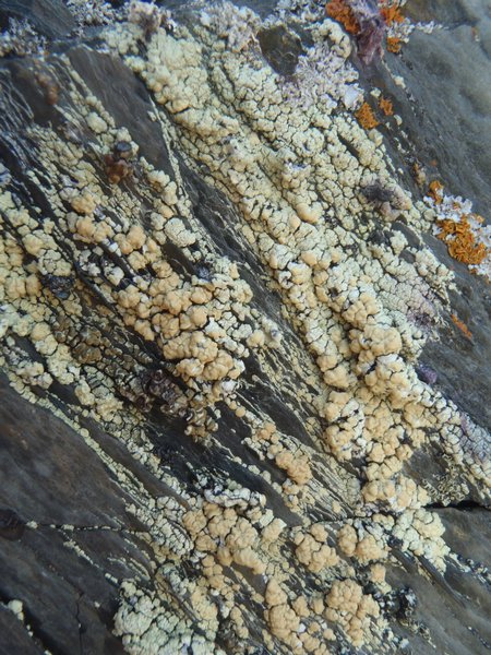 Lecanora stenotropa