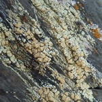 Lecanora stenotropa