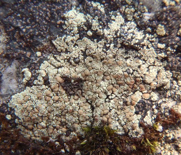 Lecanora stenotropa