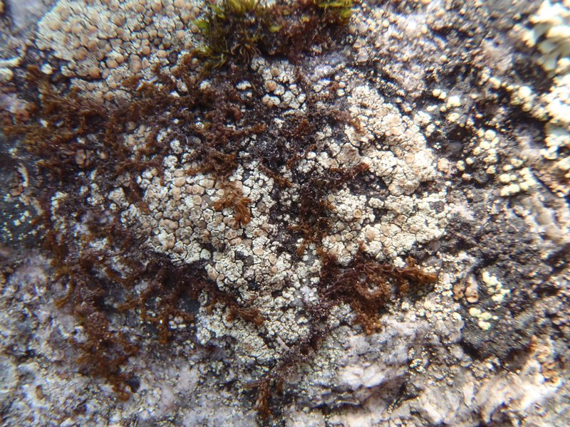 Lecanora stenotropa