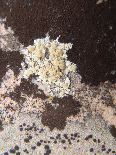 Lecanora stenotropa