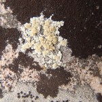 Lecanora stenotropa