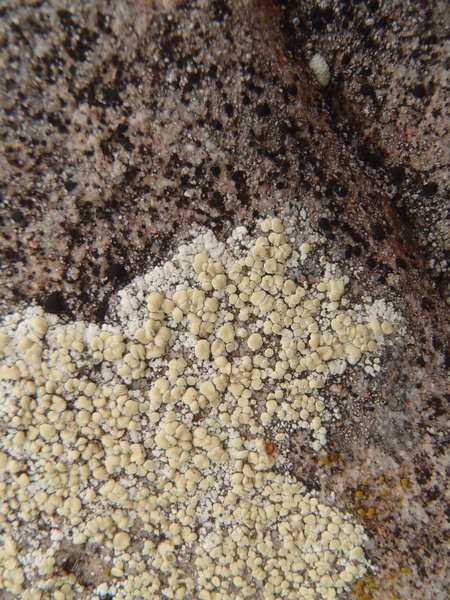 Lecanora stenotropa