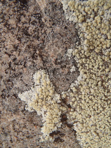 Lecanora stenotropa