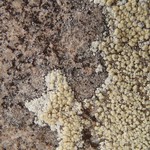 Lecanora stenotropa