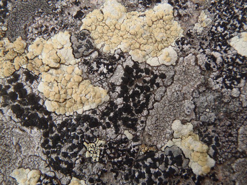 Lecanora stenotropa