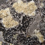 Lecanora stenotropa