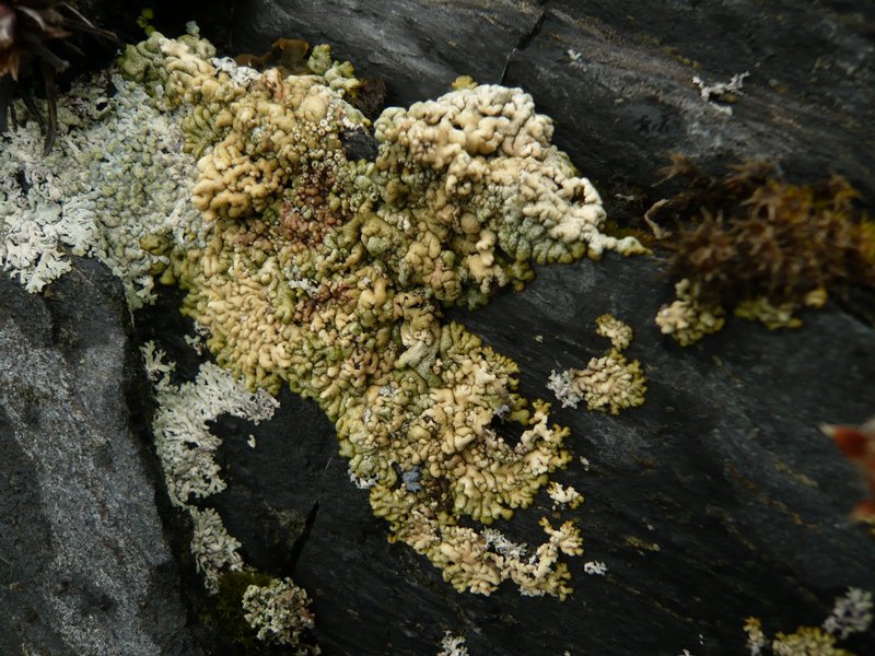 Lecanora straminea