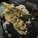 Lecanora straminea