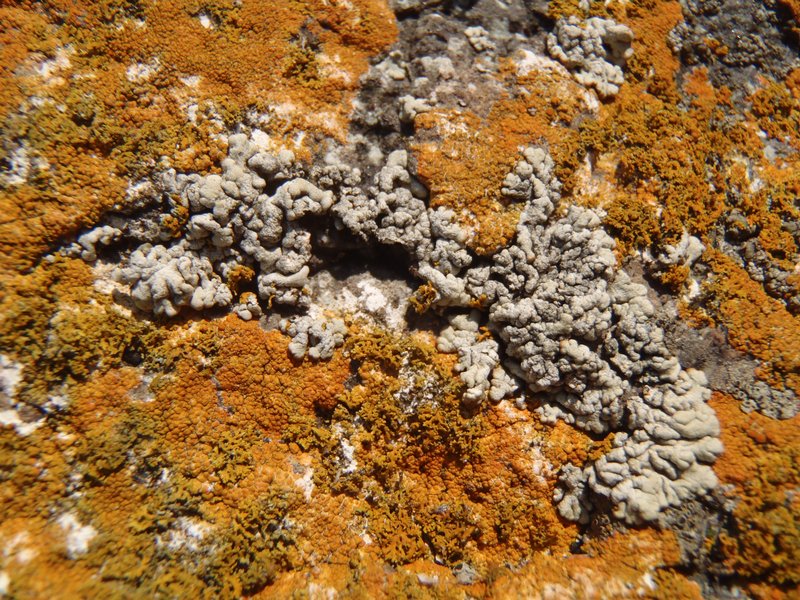 Lecanora straminea