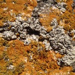 Lecanora straminea