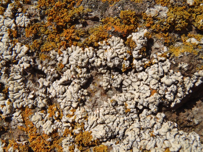 Lecanora straminea