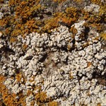 Lecanora straminea