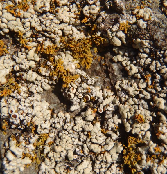 Lecanora straminea