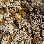 Lecanora straminea