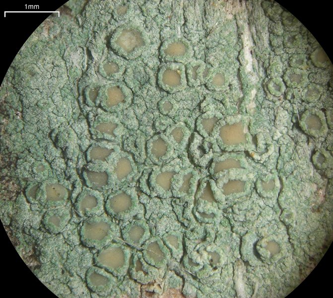 Lecanora strobilina